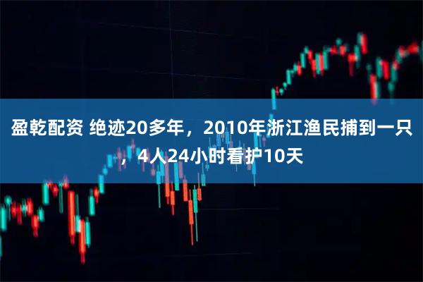 盈乾配資 絕跡20多年，2010年浙江漁民捕到一只，4人24小時(shí)看護(hù)10天